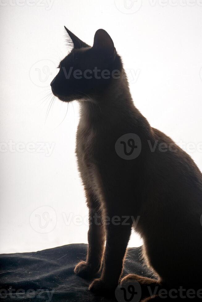 A young Siamese cat in silhouette against a bright white background. The soft glow from behind outlines its graceful shape and iconic pointed ears, emphasizing the sleek lines and striking features. photo