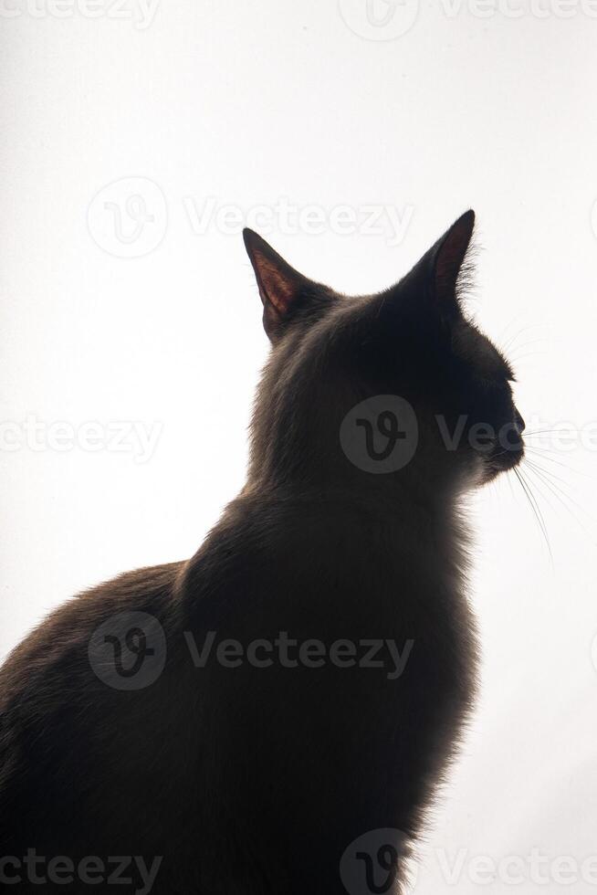 A young Siamese cat in silhouette against a bright white background. The soft glow from behind outlines its graceful shape and iconic pointed ears, emphasizing the sleek lines and striking features. photo