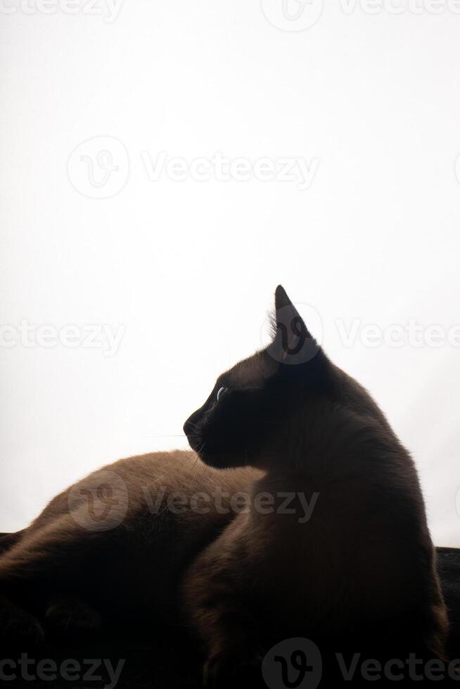A young Siamese cat in silhouette against a bright white background. The soft glow from behind outlines its graceful shape and iconic pointed ears, emphasizing the sleek lines and striking features. photo