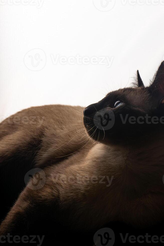 A young Siamese cat in silhouette against a bright white background. The soft glow from behind outlines its graceful shape and iconic pointed ears, emphasizing the sleek lines and striking features. photo