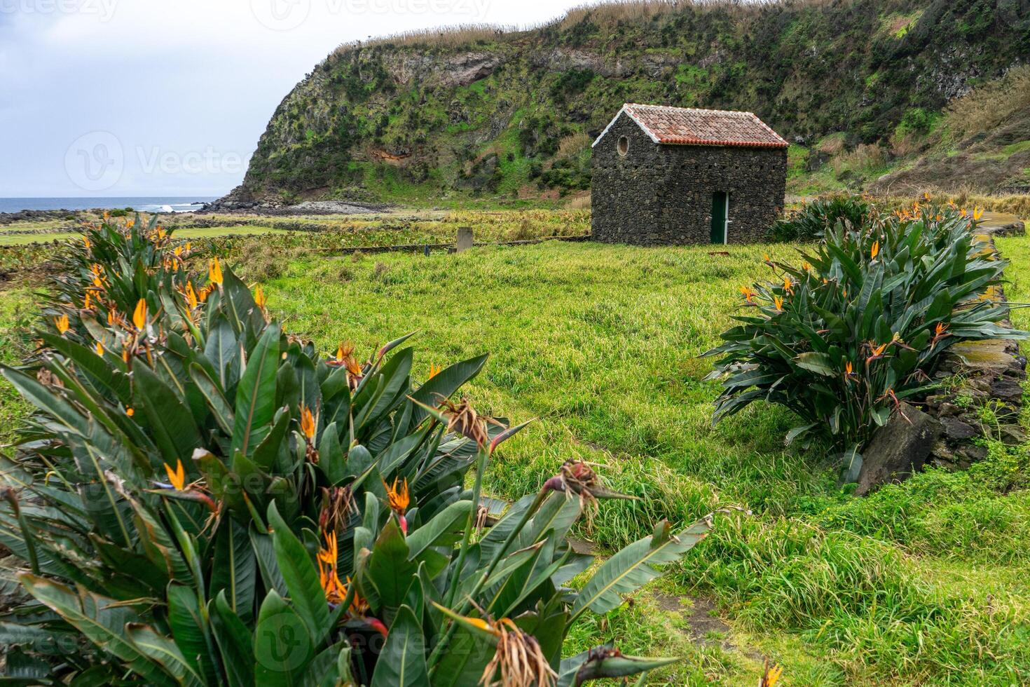A typical Azorean house built with volcanic black rock amidst a plantation of bird-of-paradise flowers. photo