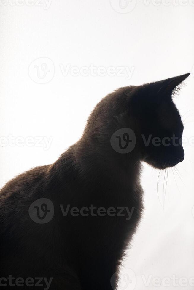 A young Siamese cat in silhouette against a bright white background. The soft glow from behind outlines its graceful shape and iconic pointed ears, emphasizing the sleek lines and striking features. photo