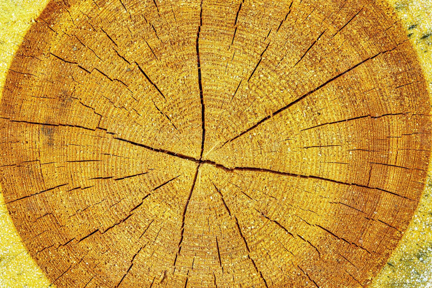 Cross section of an aged pine tree. photo