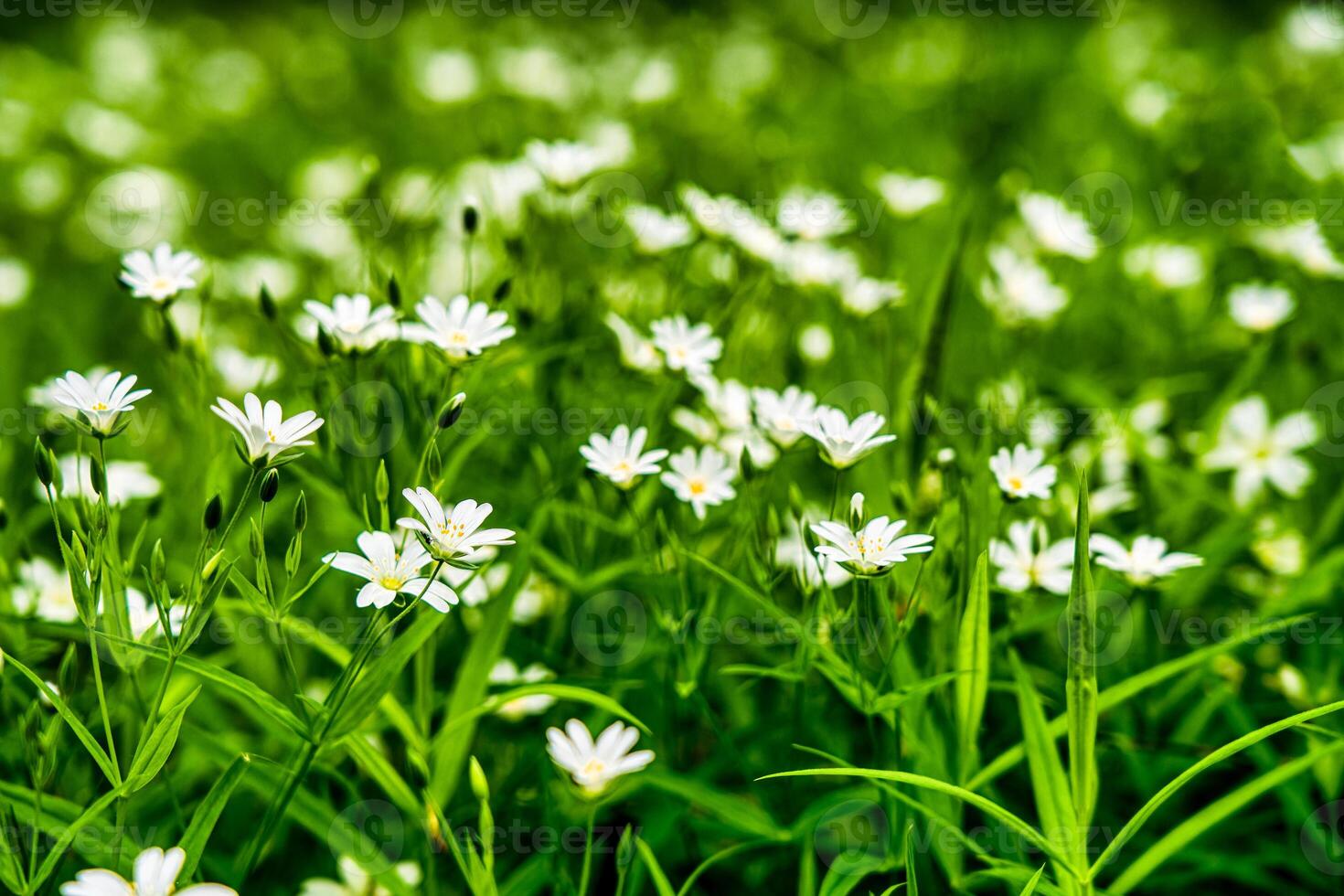 Wild flowers in the forest among the green grass in the spring or summer time of the year. photo