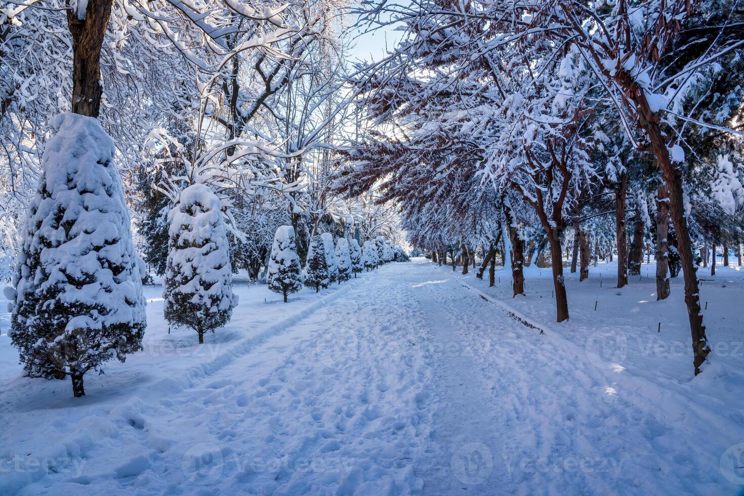 Sunset or dawn in a winter city park with trees covered with snow and ice. photo