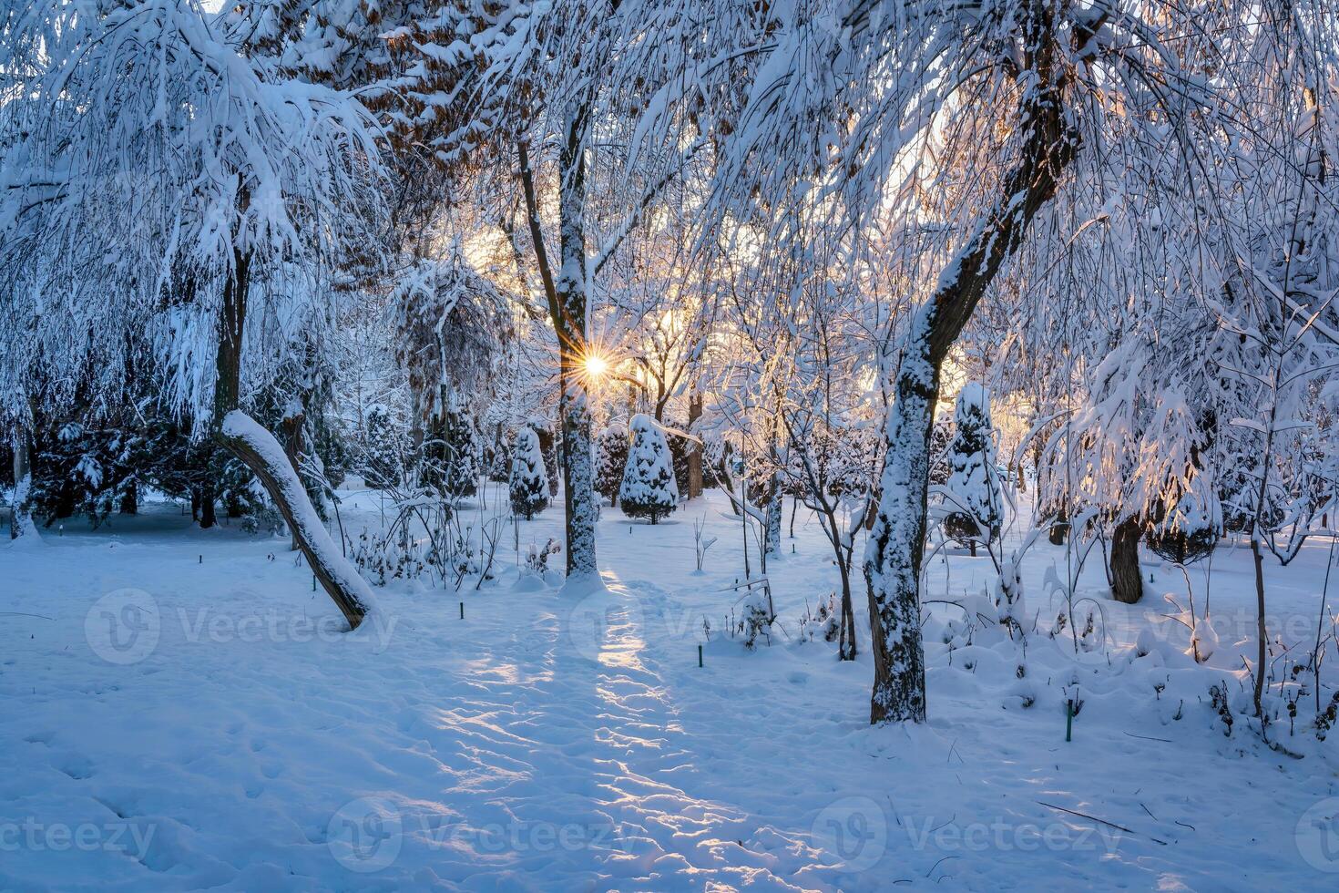 Sunset or dawn in a winter city park with trees covered with snow and ice. photo