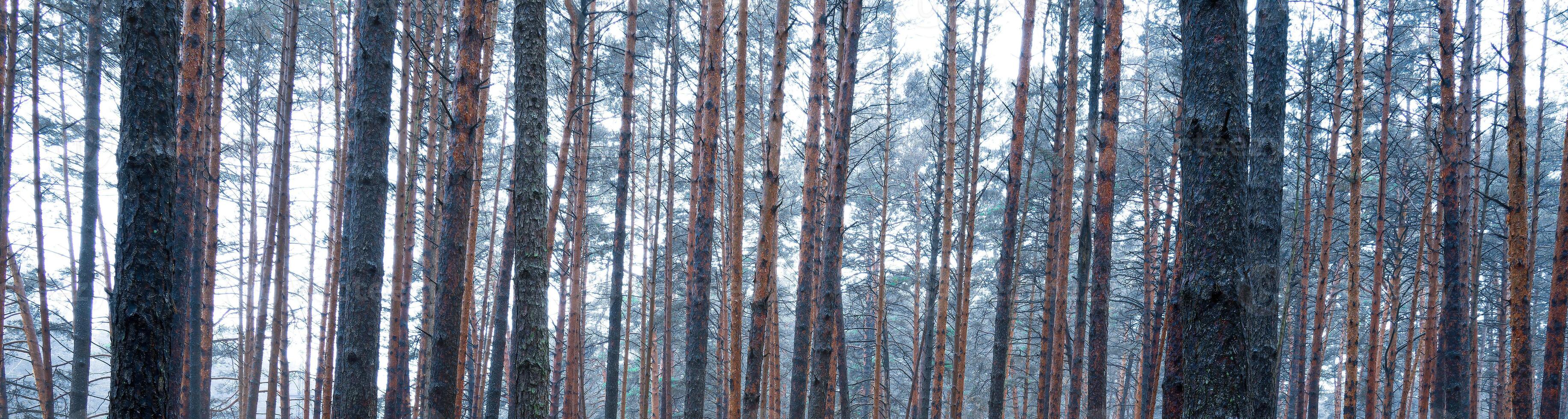 Panorama of pine autumn misty forest. Rows of pine trunks shrouded in fog on a cloudy day. photo
