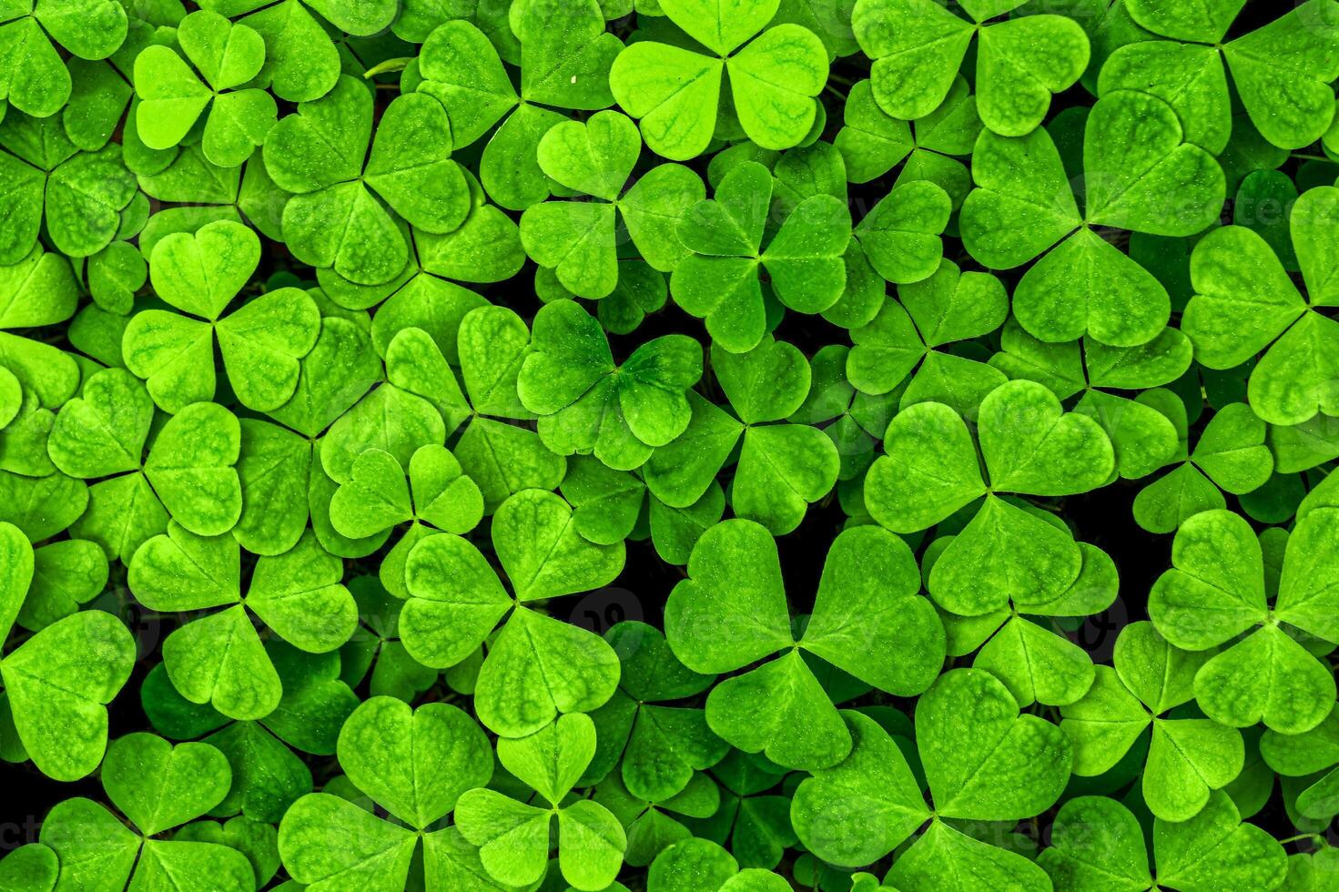 Background with green clover leaves for Saint Patrick's day. Shamrock as a symbol of fortune. photo