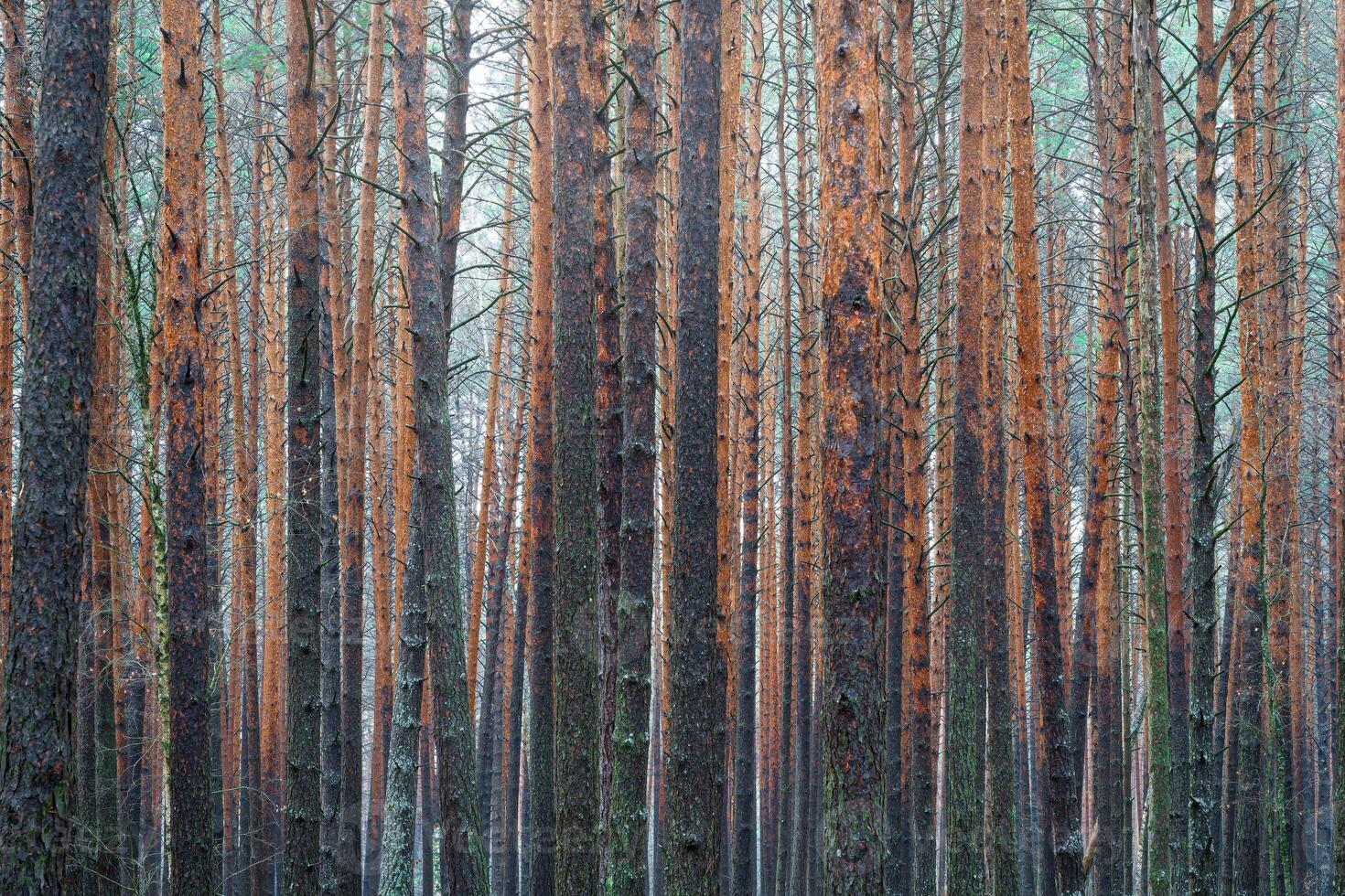 Pine autumn misty forest. Rows of pine trunks shrouded in fog on a cloudy day. photo