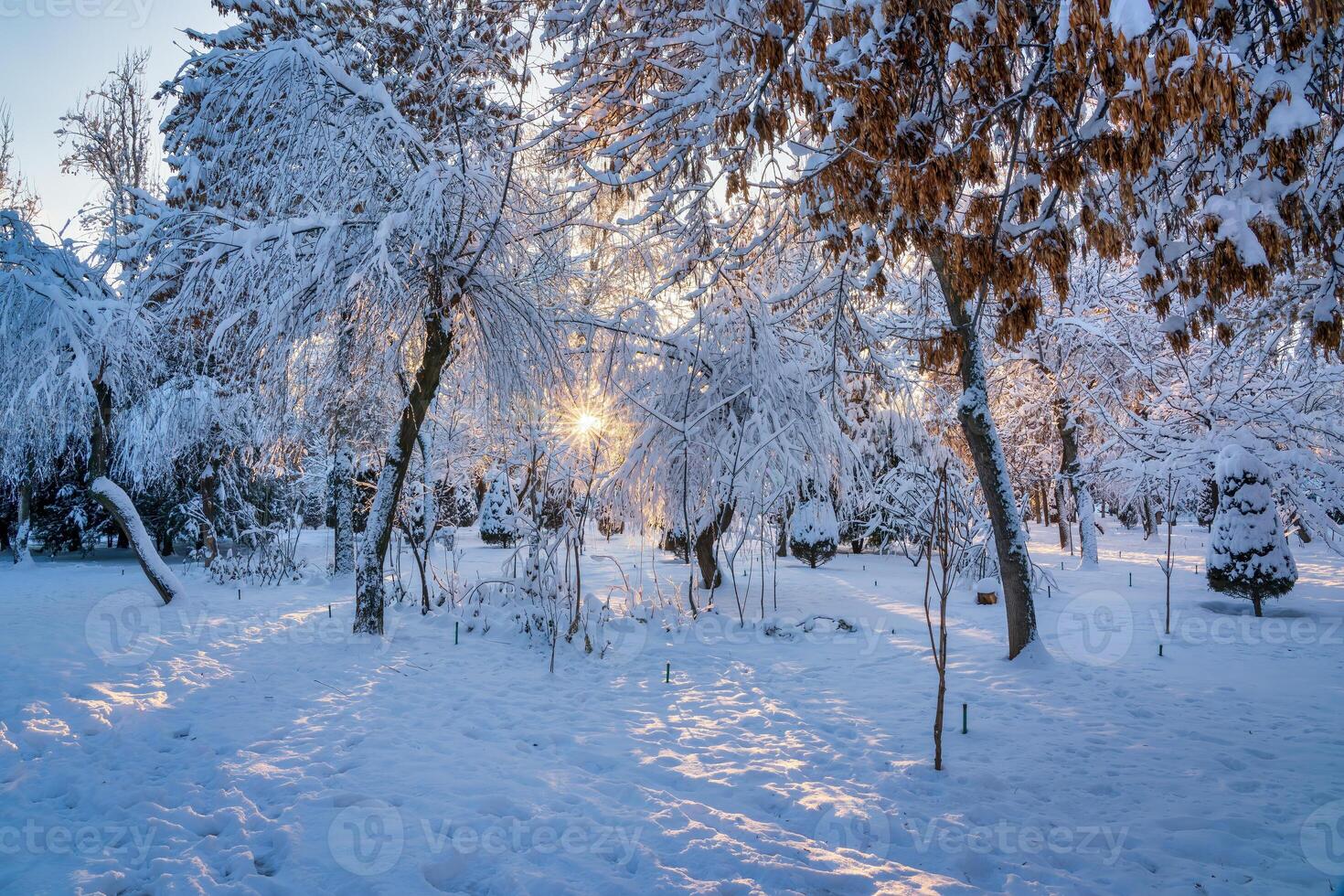 Sunset or dawn in a winter city park with trees covered with snow and ice. photo