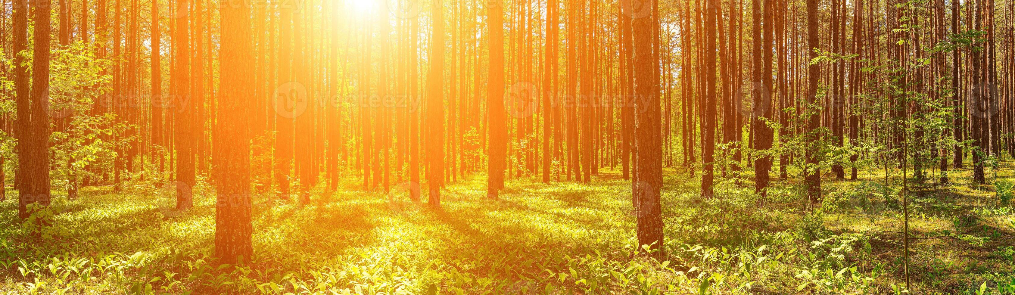 Panorama of a sunset or dawn in a pine forest with lilies of the valley blooming on the ground. photo