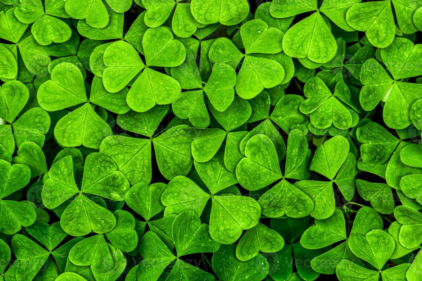 Background with green clover leaves for Saint Patrick's day. Shamrock as a symbol of fortune. photo