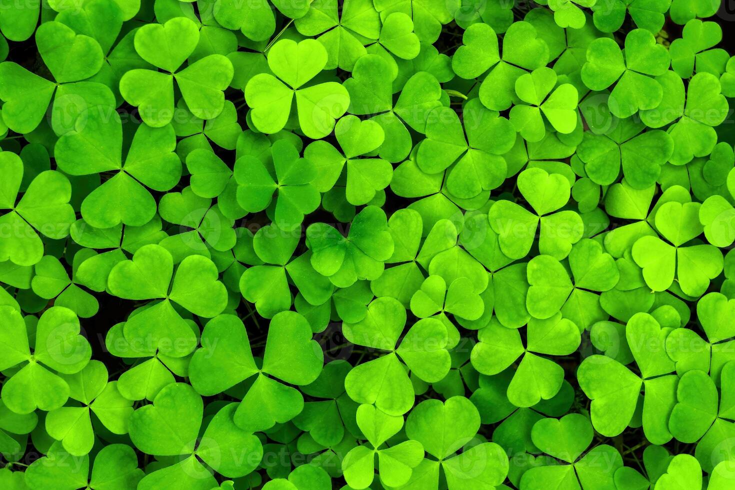Background with green clover leaves for Saint Patrick's day. Shamrock as a symbol of fortune. photo
