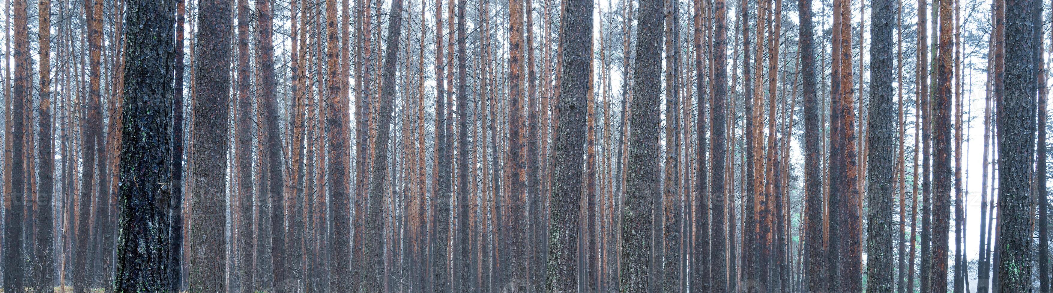 Panorama of pine autumn misty forest. Rows of pine trunks shrouded in fog on a cloudy day. photo