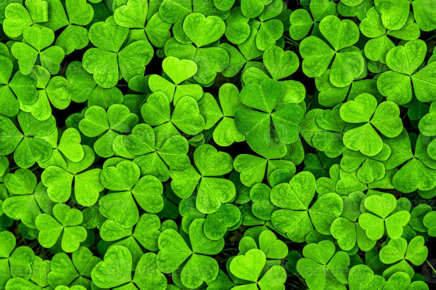 Background with green clover leaves for Saint Patrick's day. Shamrock as a symbol of fortune. photo