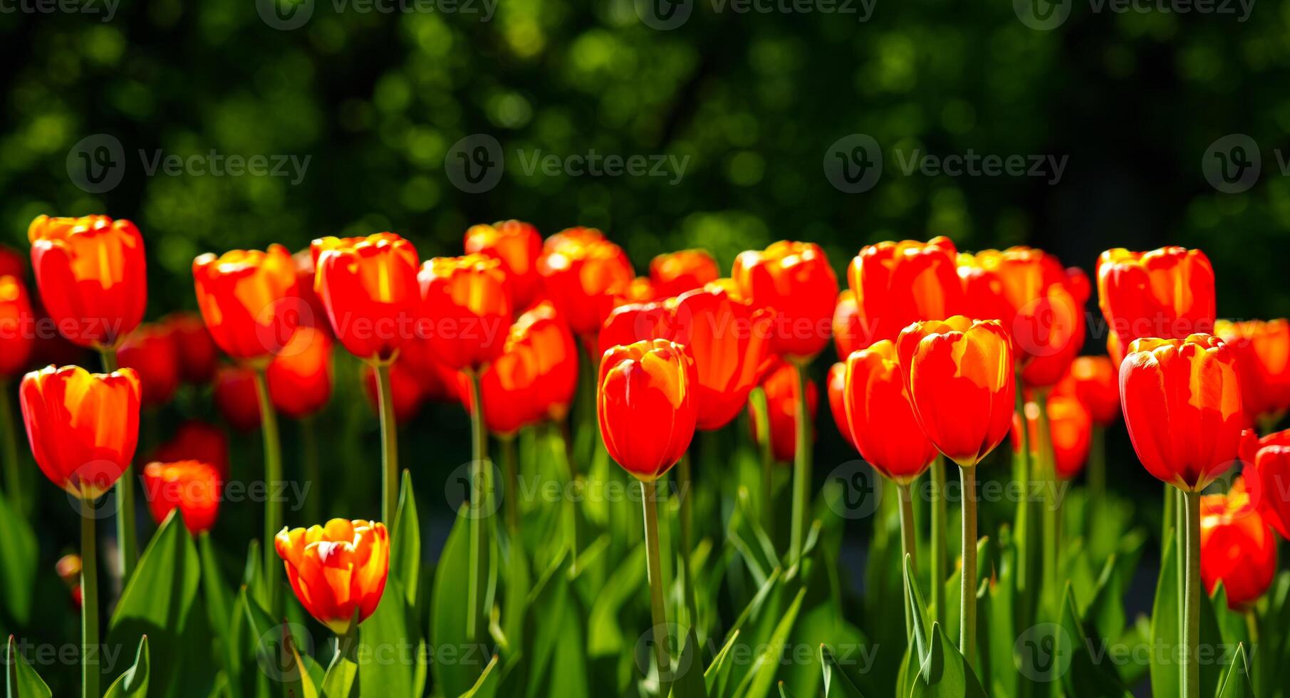 Red tulips lit by sunlight on a flower bed. Landscaping. photo