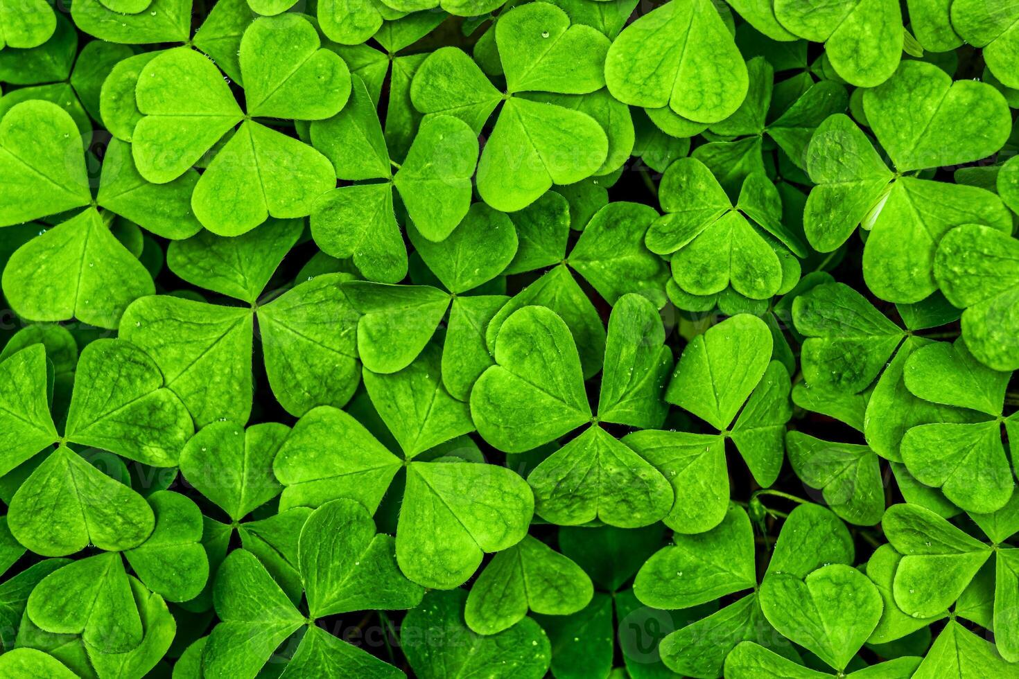 antecedentes con verde trébol hojas para Santo patrick's día. trébol como un símbolo de fortuna. foto