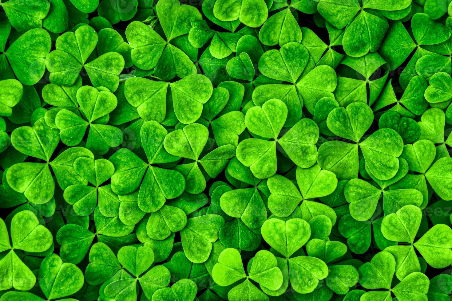 Background with green clover leaves for Saint Patrick's day. Shamrock as a symbol of fortune. photo