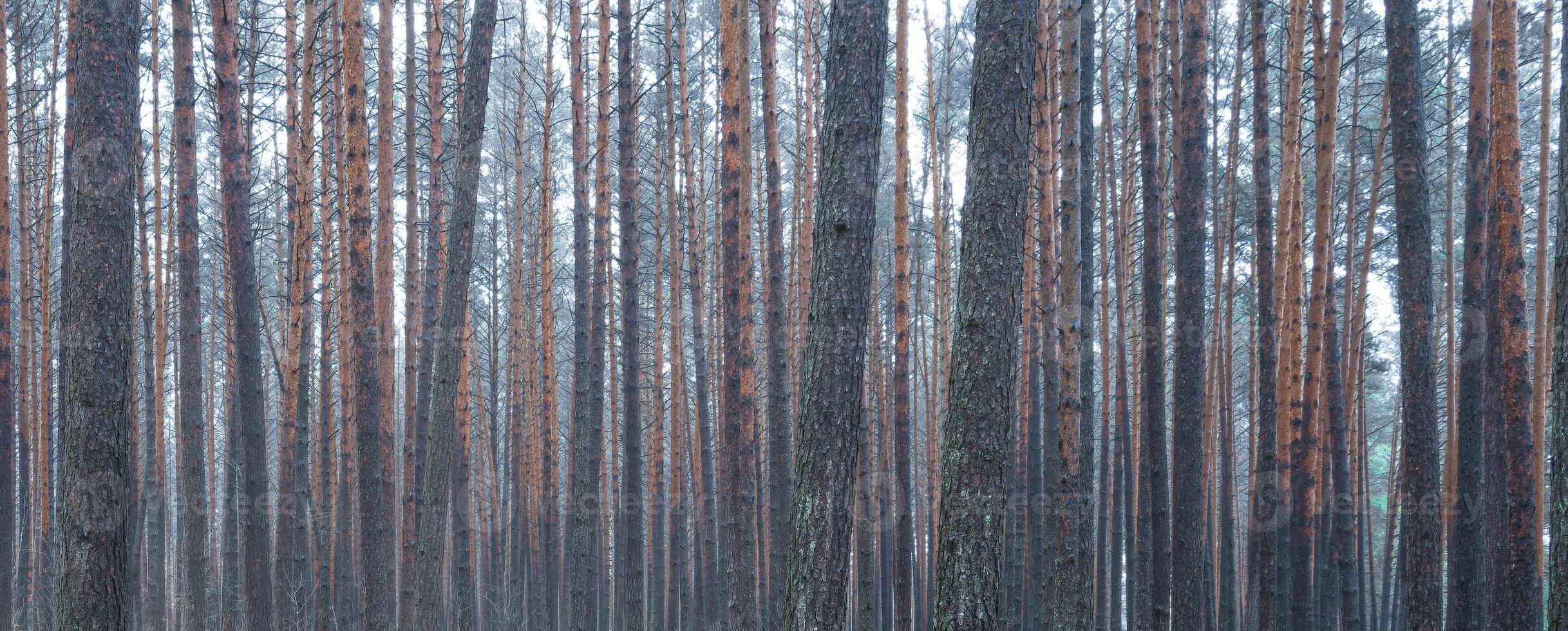 Panorama of pine autumn misty forest. Rows of pine trunks shrouded in fog on a cloudy day. photo