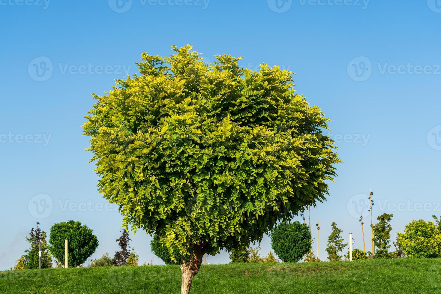 Tree with green leaves in the shape of a heart against a blue sky. The concept of love for nature and environmental protection. Valentine's day background. photo