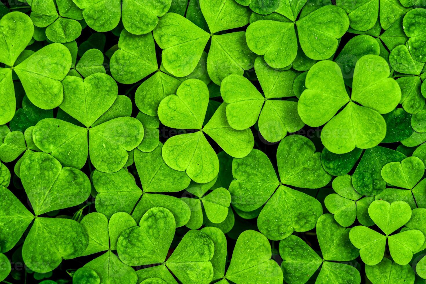 Background with green clover leaves for Saint Patrick's day. Shamrock as a symbol of fortune. photo