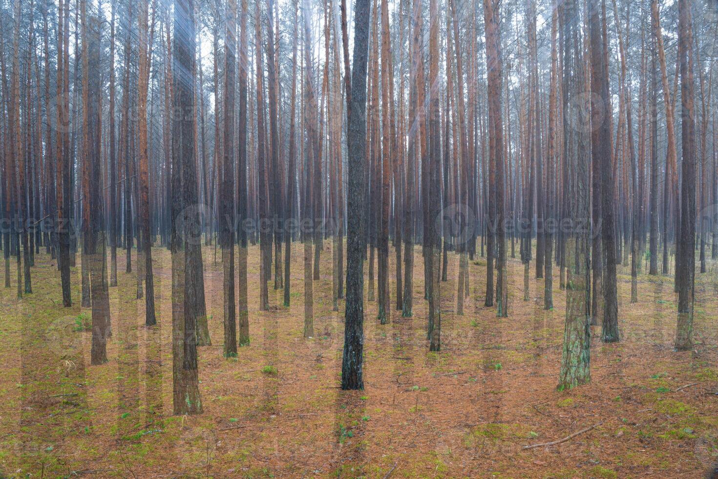 Blurred pine autumn misty forest. photo