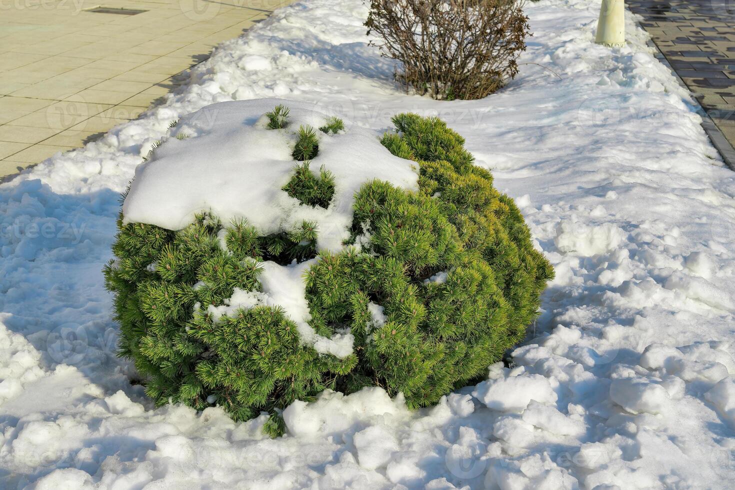 abeto rama cubierto con nieve en invierno. invierno clima y nevada concepto. foto