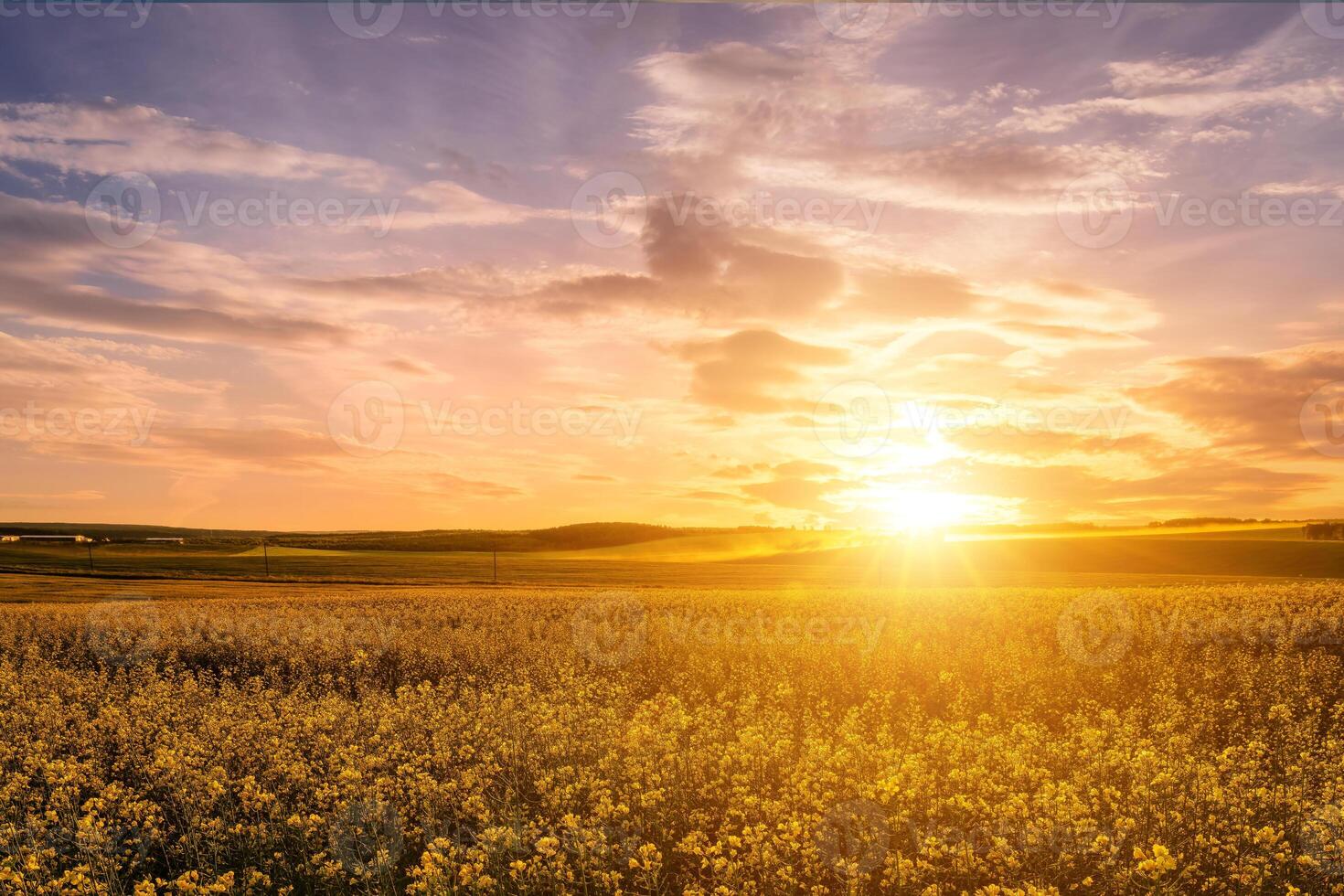 Agricultural flowering rapeseed field at sunset or sunrise. photo