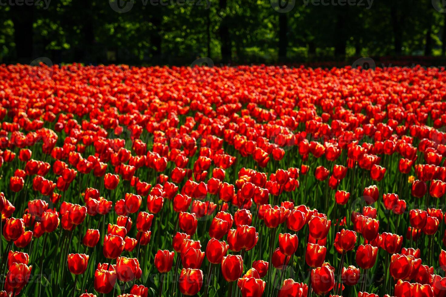 Red tulips lit by sunlight on a flower bed. Landscaping. photo