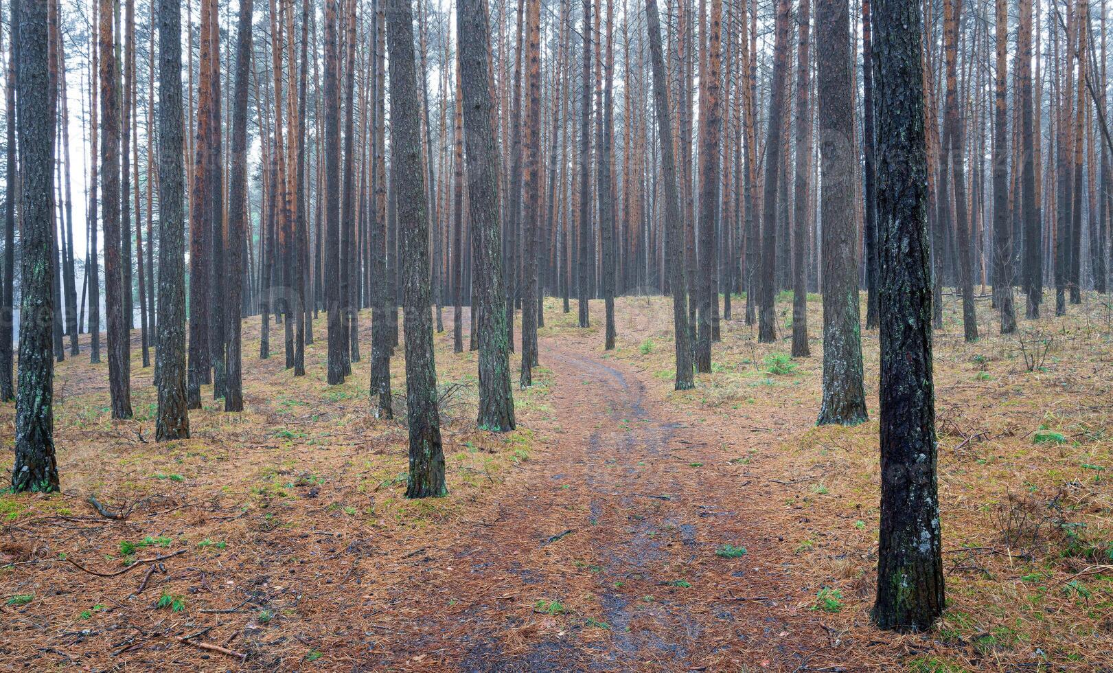 Pine autumn misty forest. Rows of pine trunks shrouded in fog on a cloudy day. photo