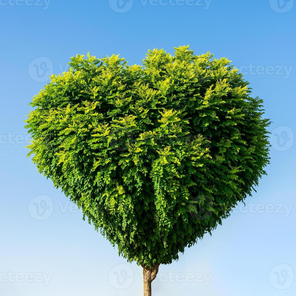 Tree with green leaves in the shape of a heart against a blue sky. The concept of love for nature and environmental protection. Valentine's day background. photo