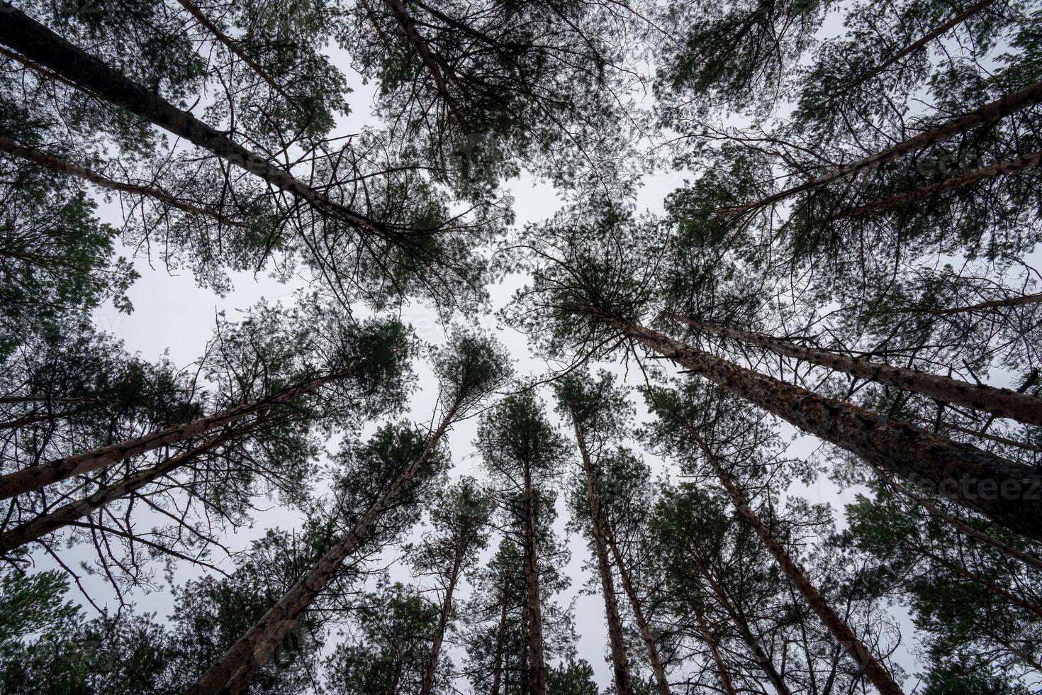 Bottom view of pine trees against a clear sky. photo
