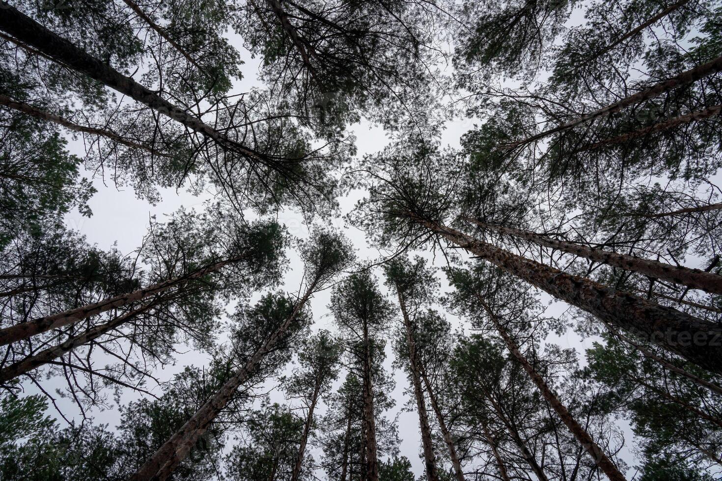 fondo ver de pino arboles en contra un claro cielo. foto