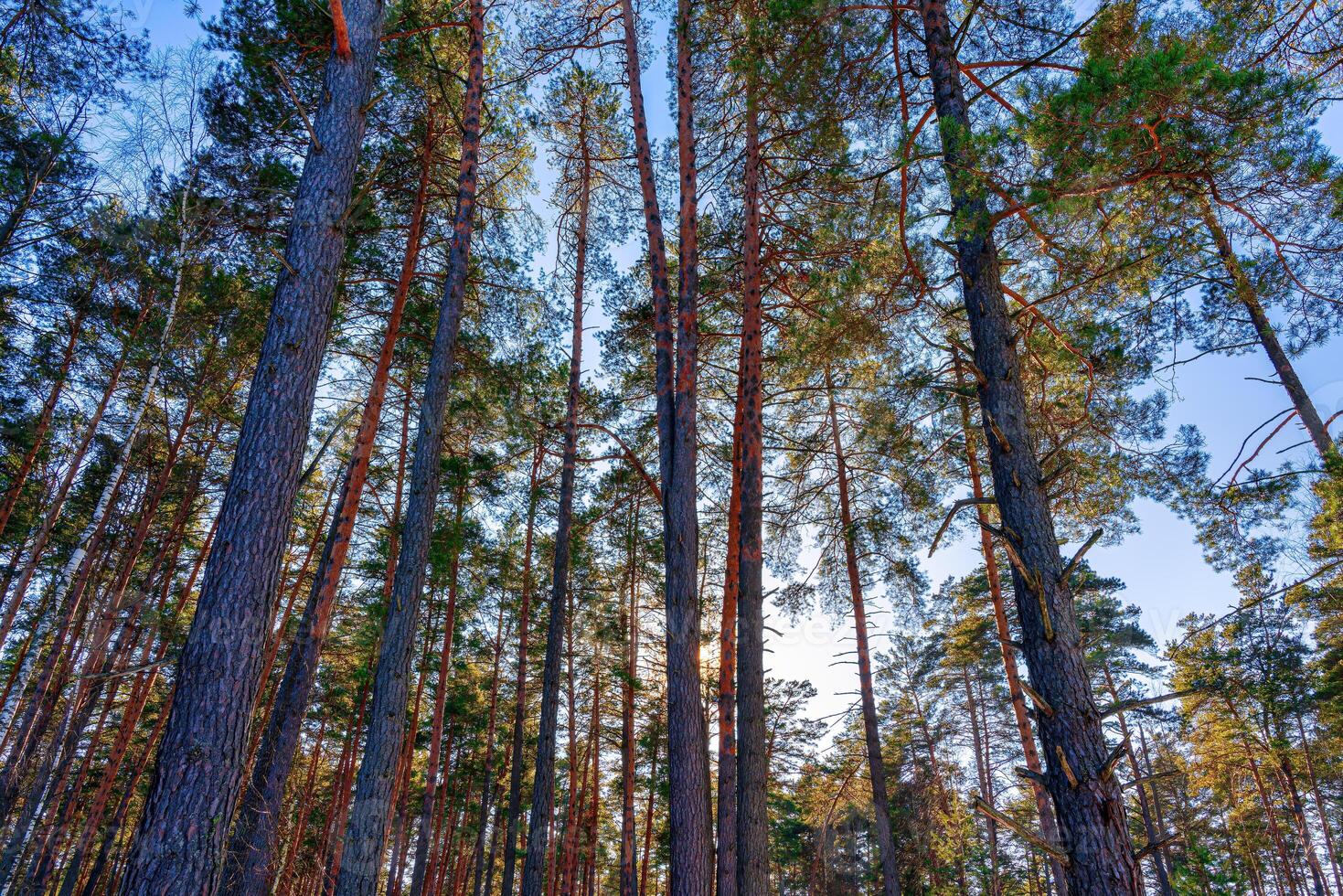 Sunset or sunrise in the spring pine forest covered with a snow. Sunbeams shining through the tree trunks. photo