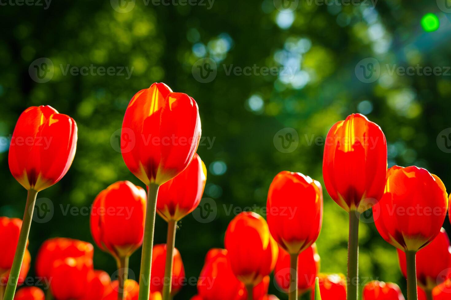 Red tulips lit by sunlight on a flower bed. Landscaping. photo