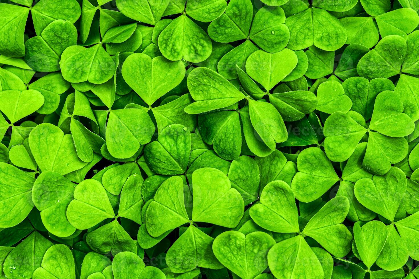 Background with green clover leaves for Saint Patrick's day. Shamrock as a symbol of fortune. photo