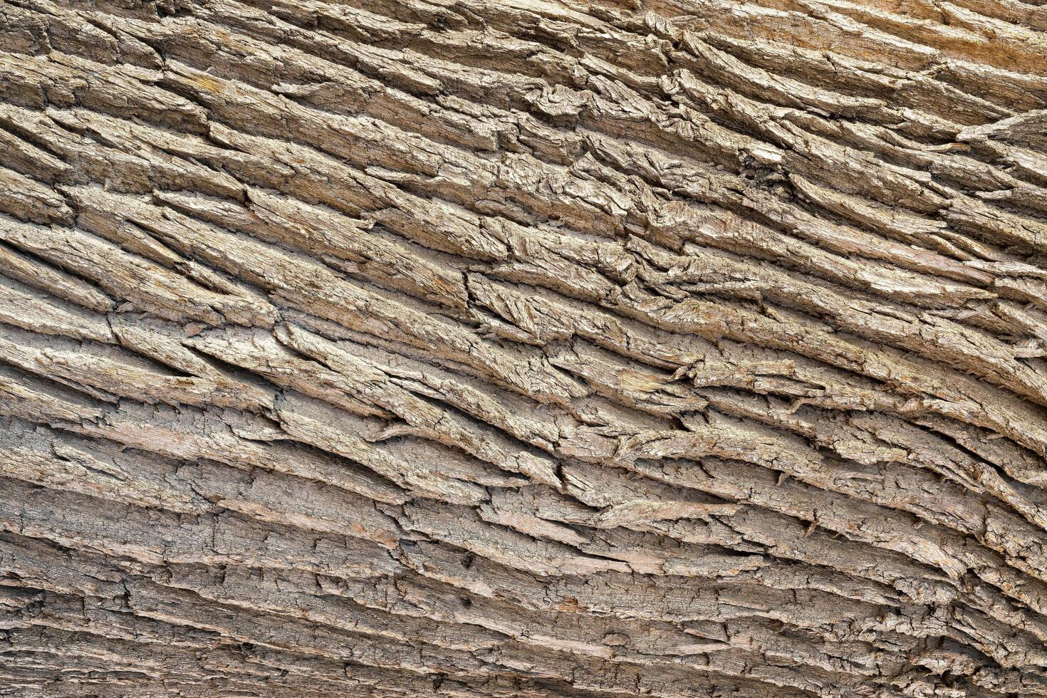 The texture of the rough bark of an old oak tree. Abstract background. photo