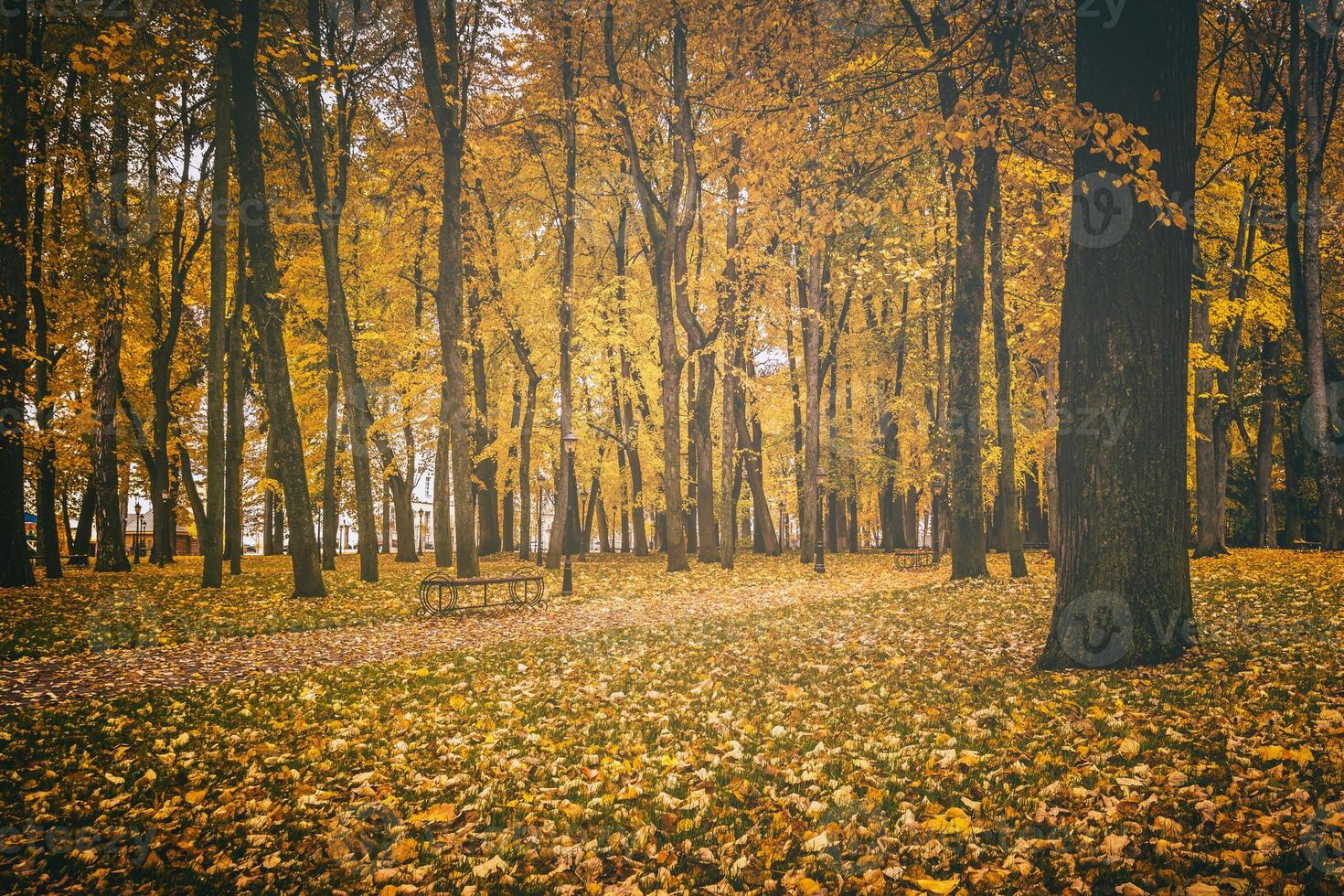 dorado otoño en un ciudad parque con arboles y caído hojas en un nublado día. Clásico película estético. foto