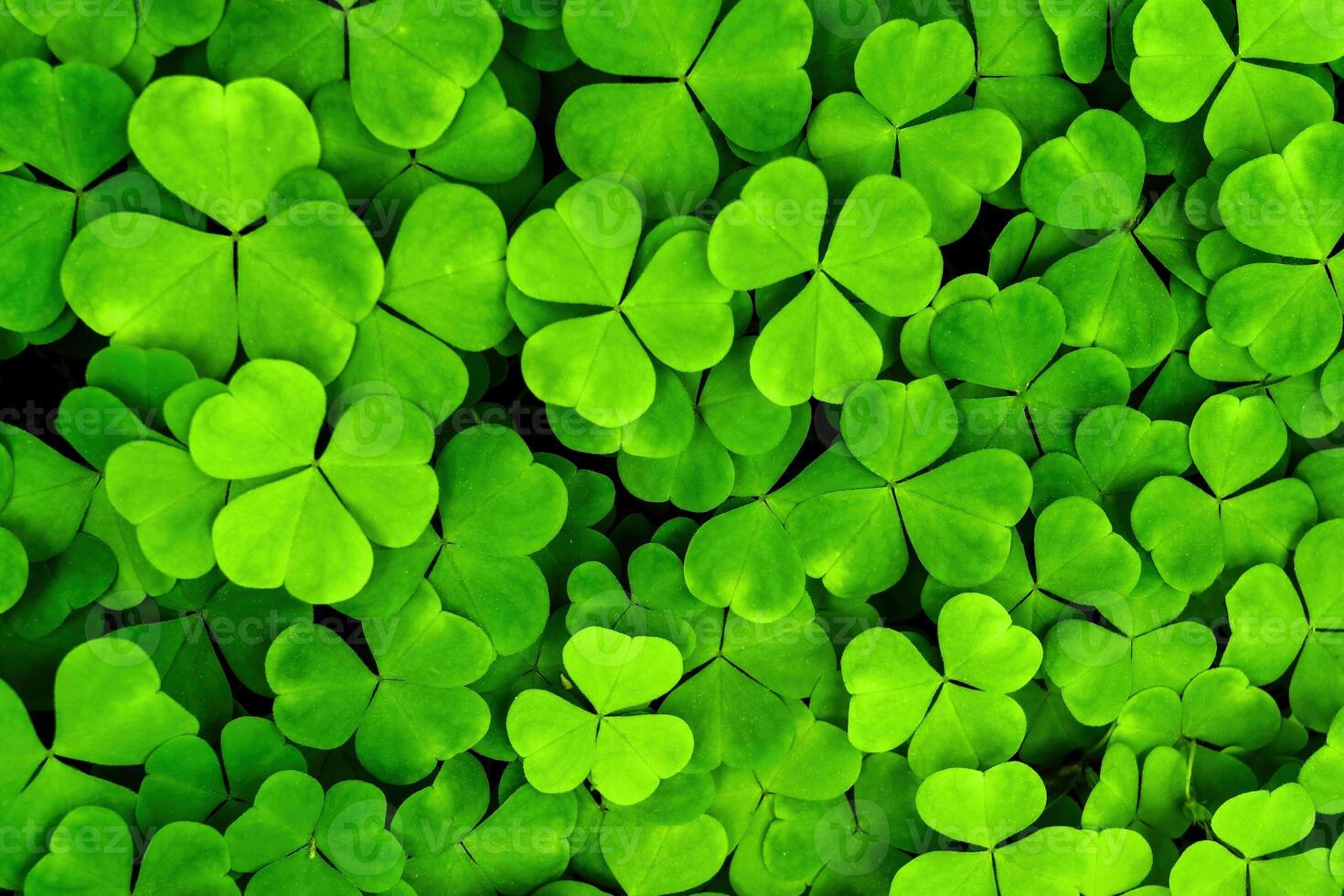 antecedentes con verde trébol hojas para Santo patrick's día. trébol como un símbolo de fortuna. foto