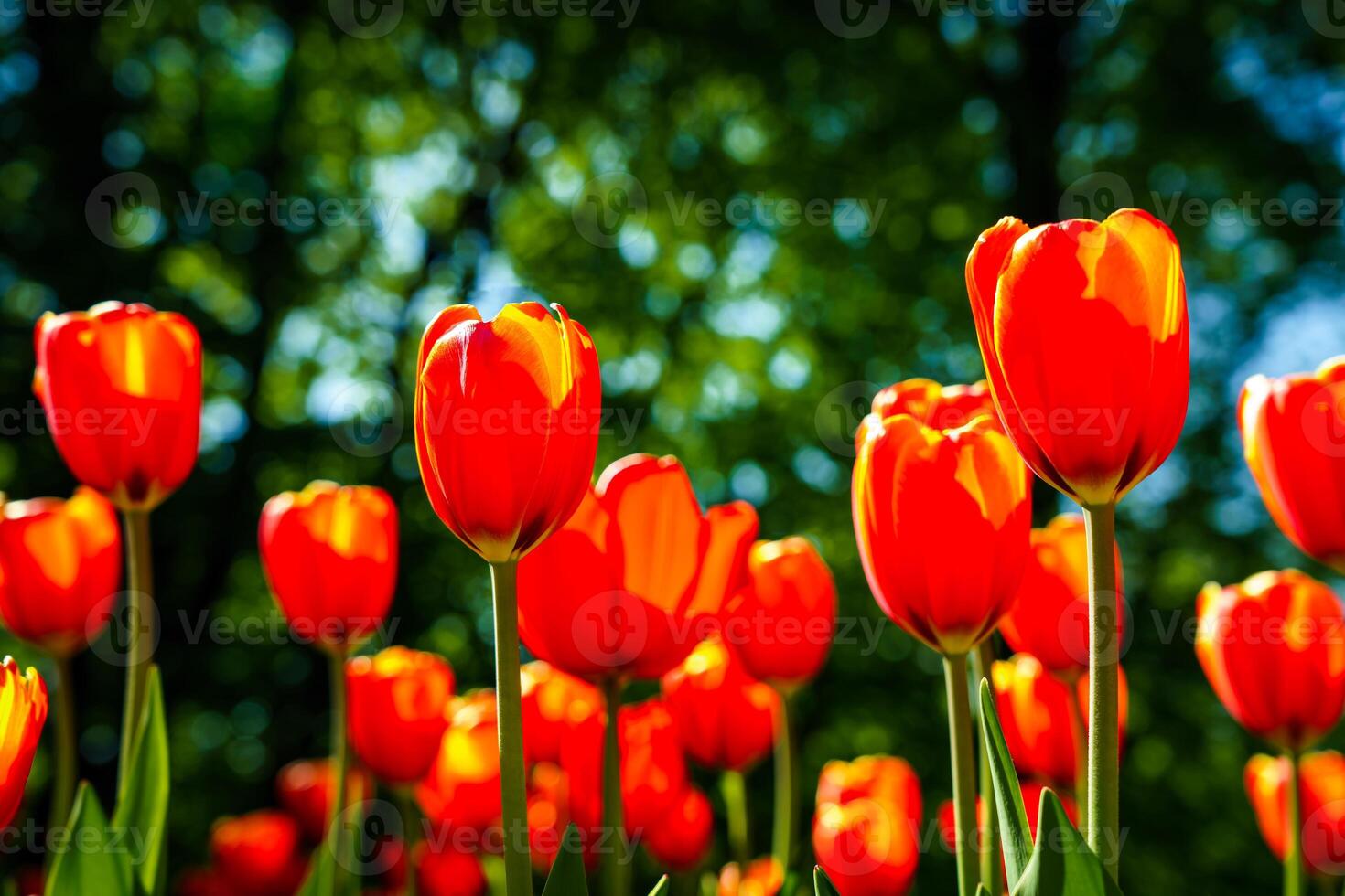 Red tulips lit by sunlight on a flower bed. Landscaping. photo