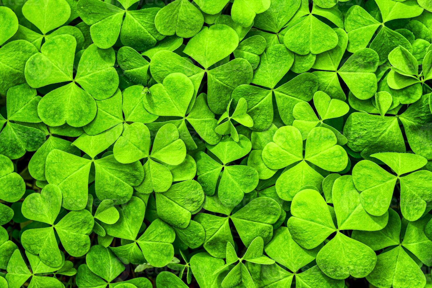 Background with green clover leaves for Saint Patrick's day. Shamrock as a symbol of fortune. photo