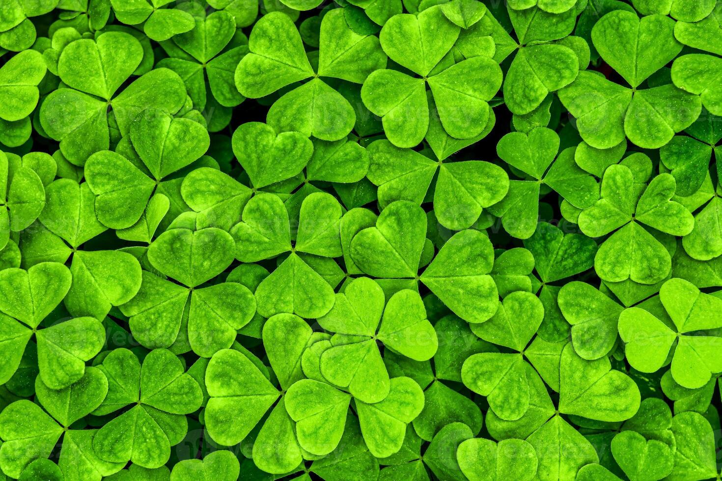 Background with green clover leaves for Saint Patrick's day. Shamrock as a symbol of fortune. photo