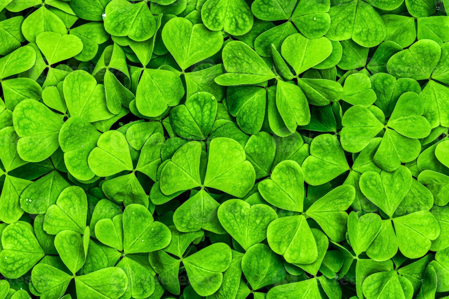 Background with green clover leaves for Saint Patrick's day. Shamrock as a symbol of fortune. photo