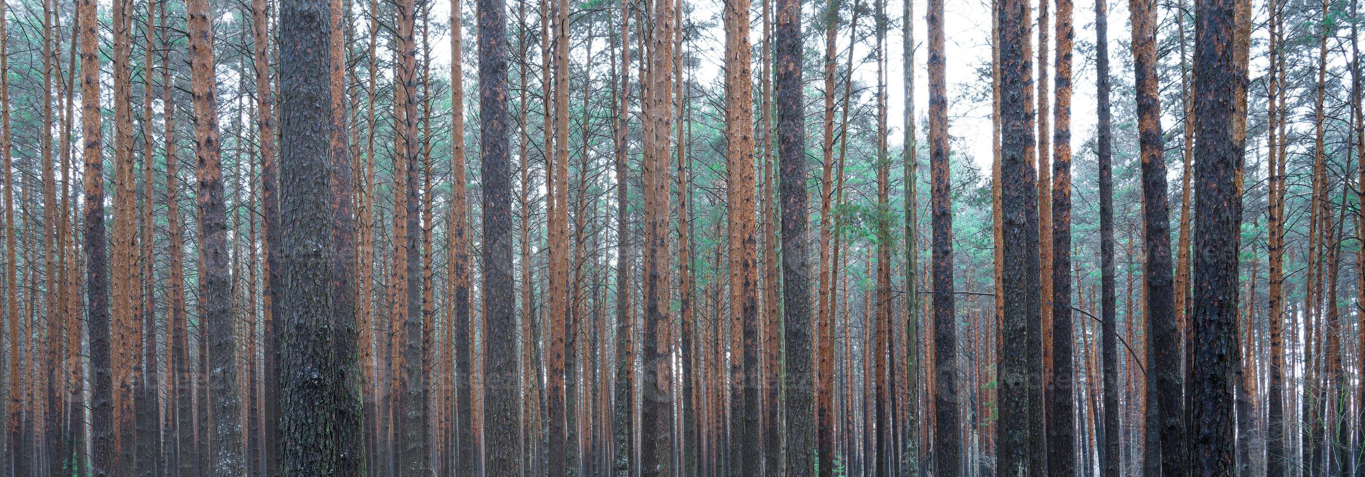 Panorama of pine autumn misty forest. Rows of pine trunks shrouded in fog on a cloudy day. photo