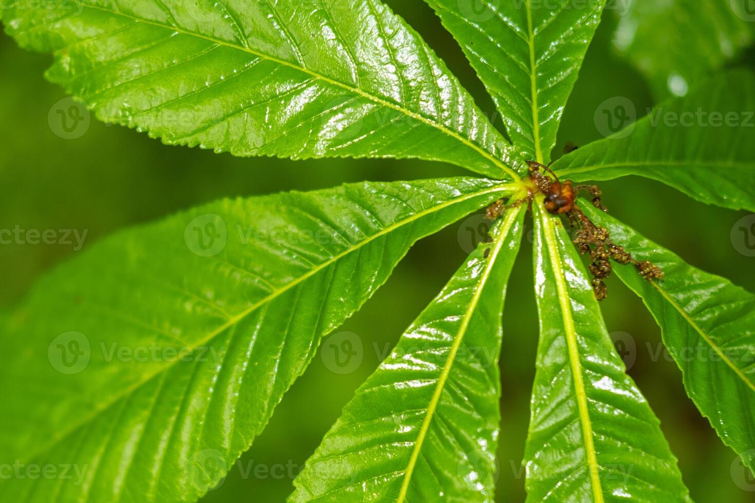 fresh moist green chestnut leaves photo
