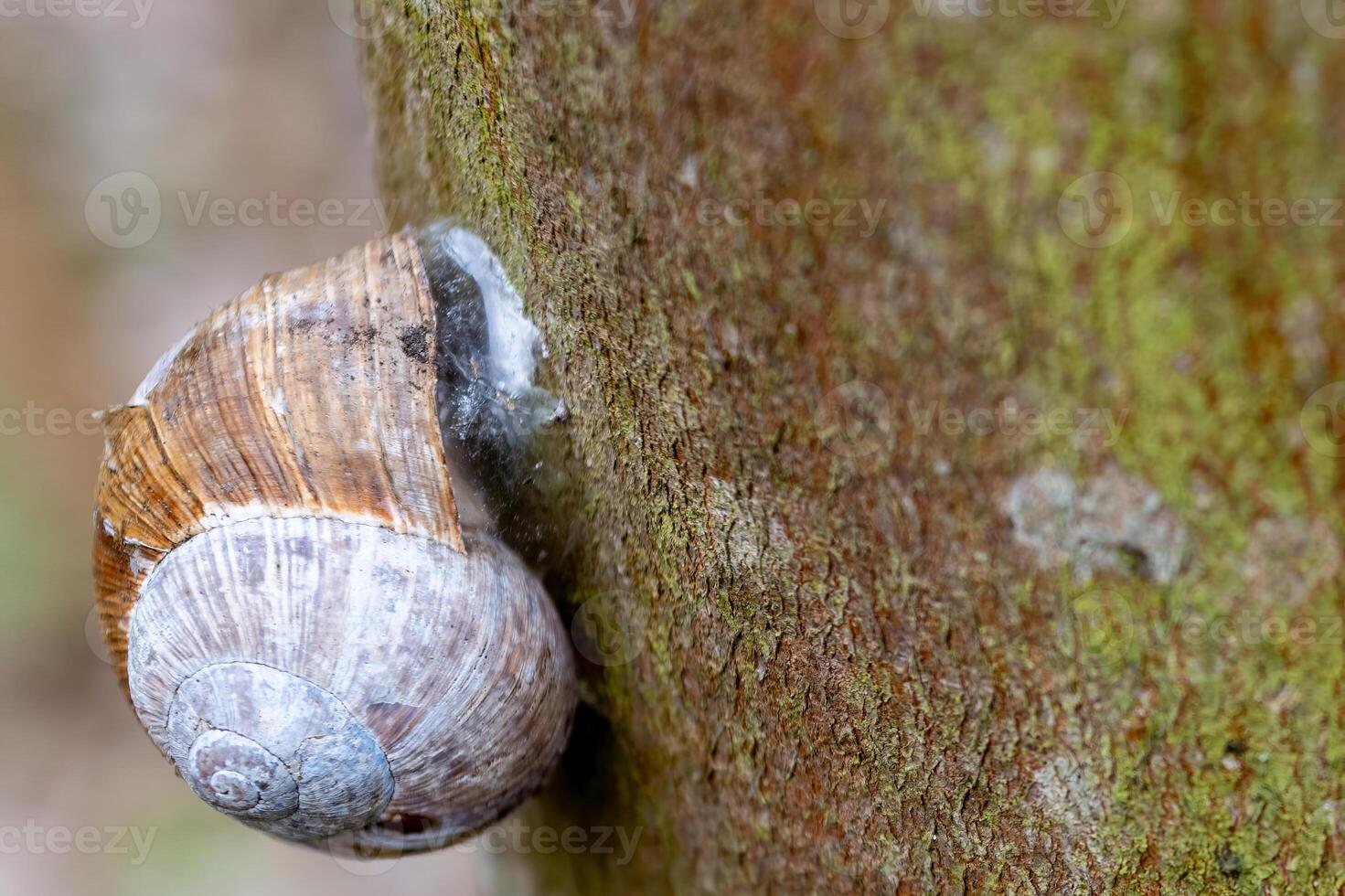 snail with snail shell on tree bark photo