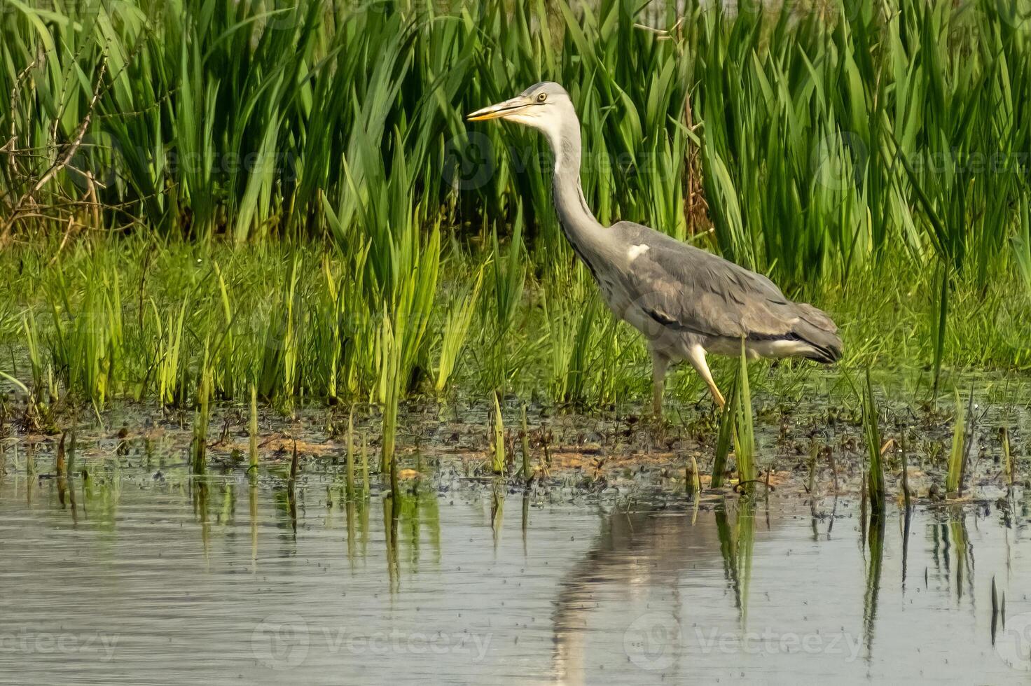a gray heron in search of food photo