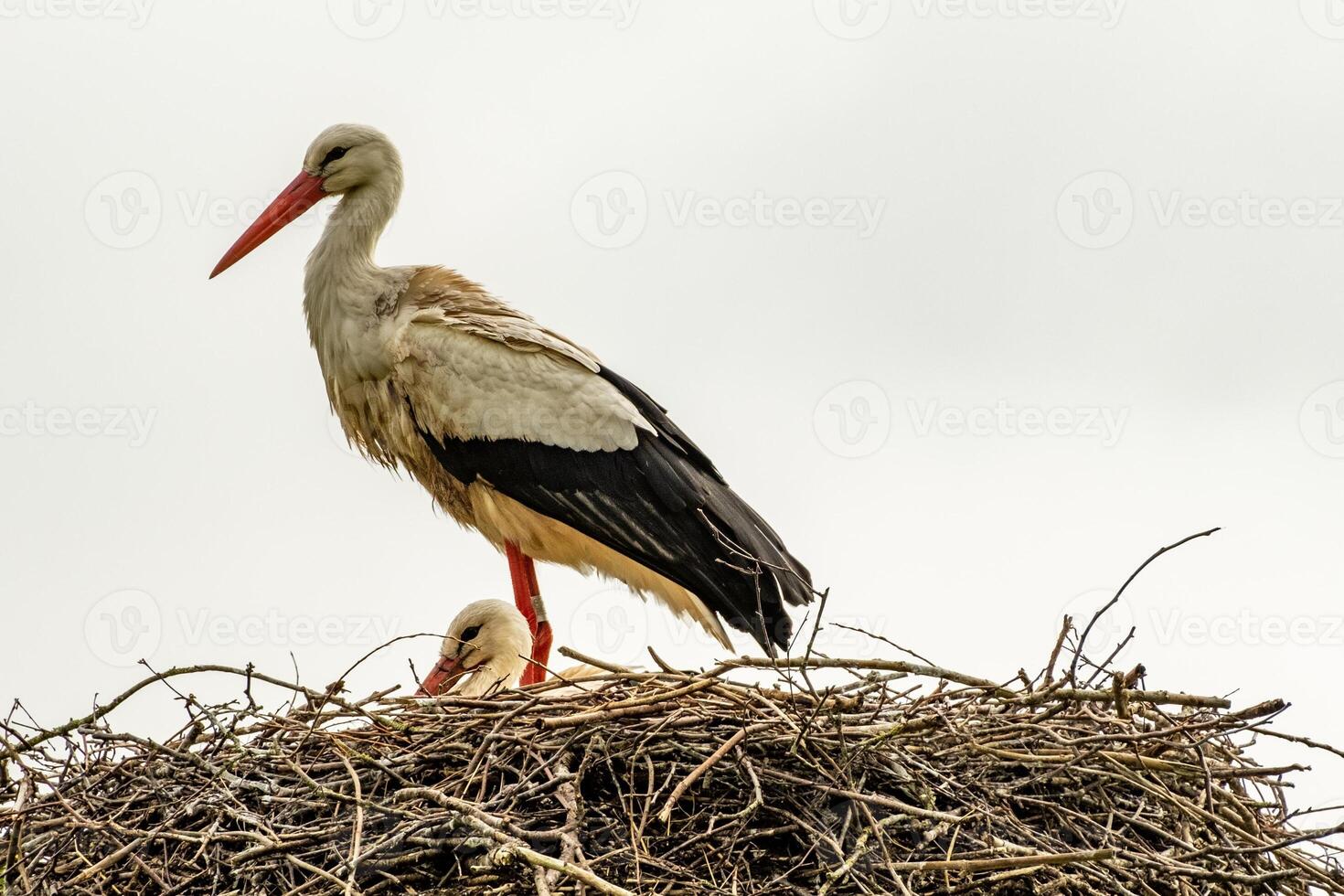 Stork in nest with offspring photo