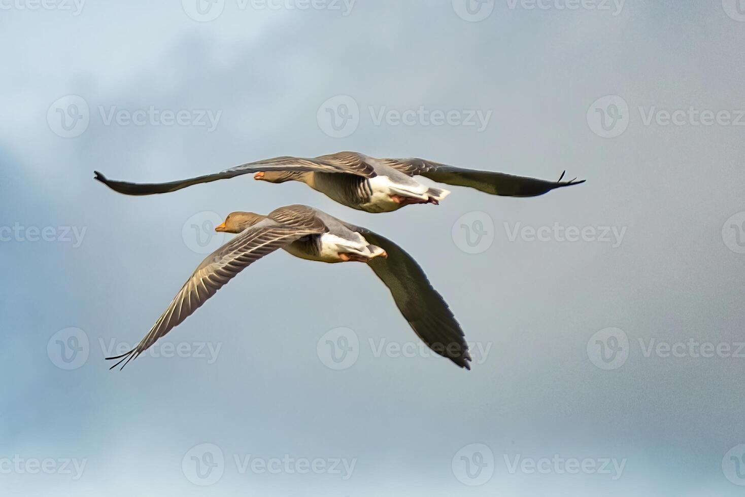 a couple of flying geese photo