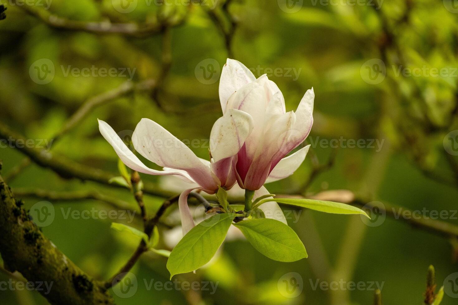 magnolia blossom with green background photo